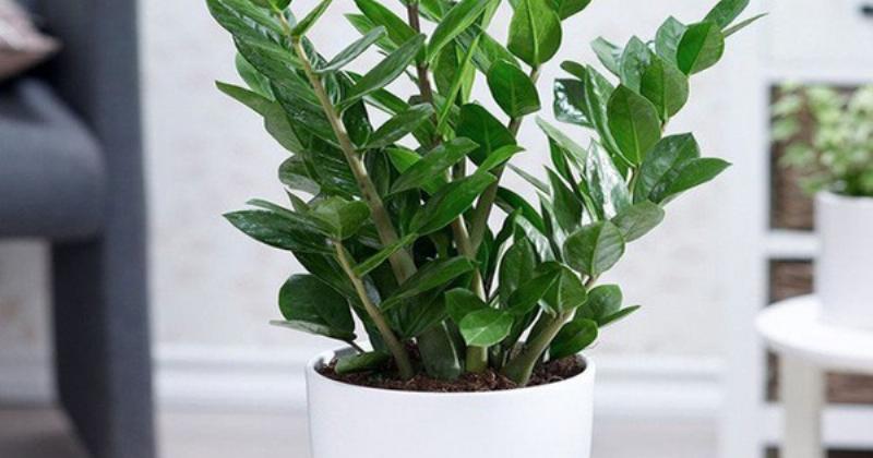 Hình ảnh cận cảnh lá cây kim tiền xanh mướt, biểu tượng của sự chăm sóc tốt và năng lượng sống dồi dào